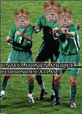 un seul lion en afrique............ les lion de atlas.