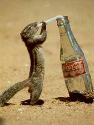 coca-cola
