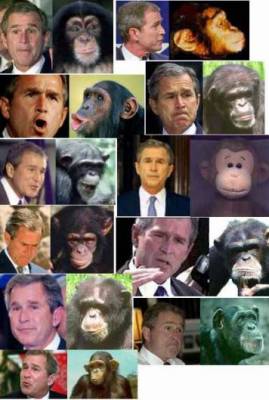 bush